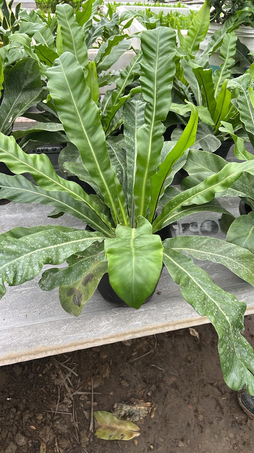 Birds Nest Fern alternate view