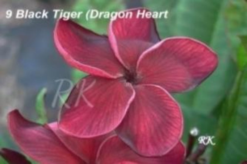 Black Tiger Plant
