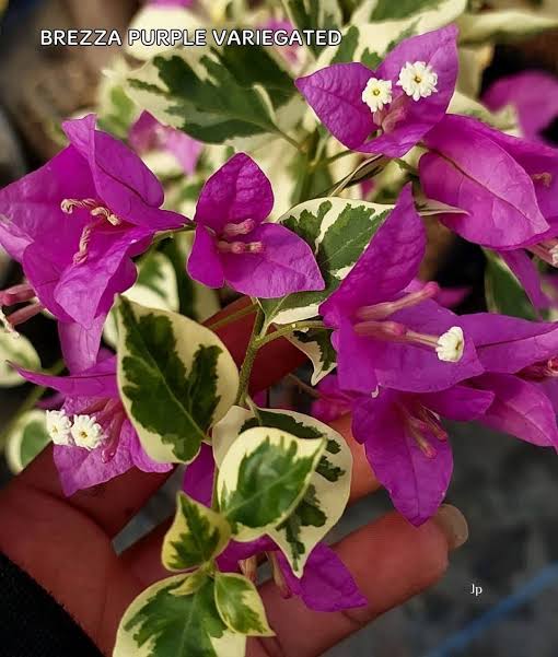 Brezza Purple Variegated