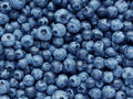 Blueberry plant original Thai.BD