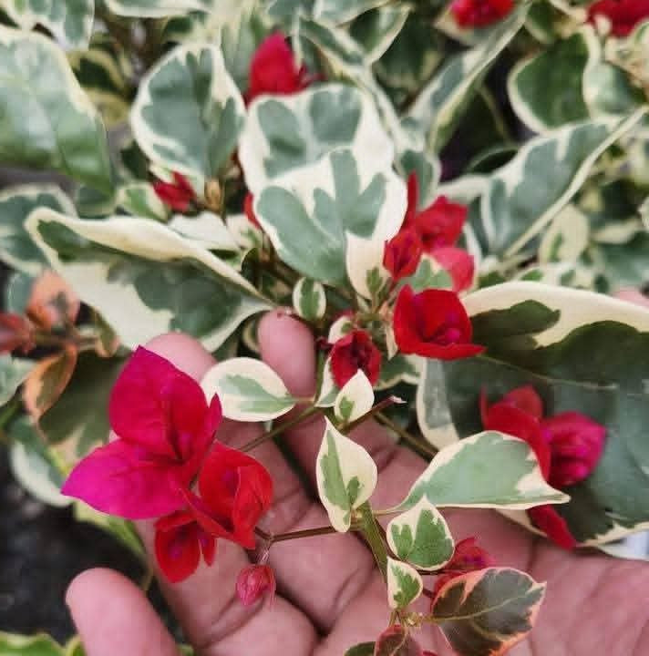 Bighani Variegated