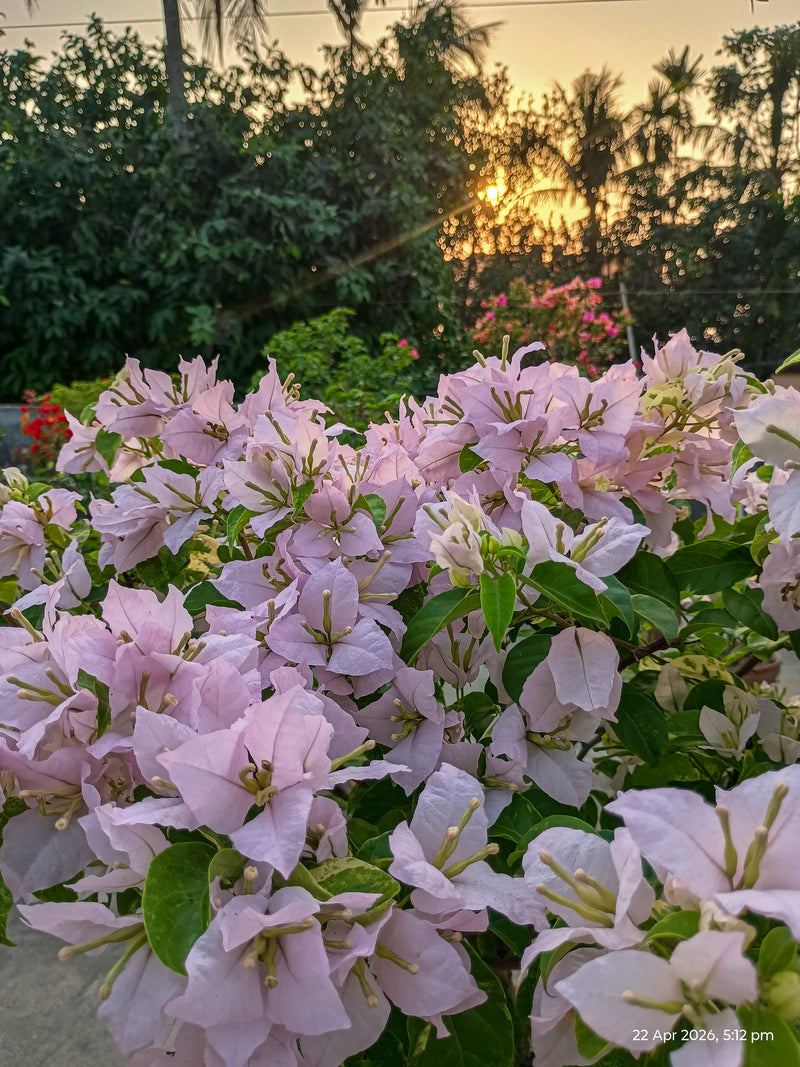 Lite Violet