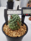 Mammillaria schumannii single spine