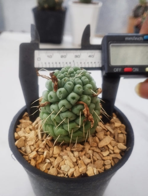 Mammillaria schumannii single spine alternate view