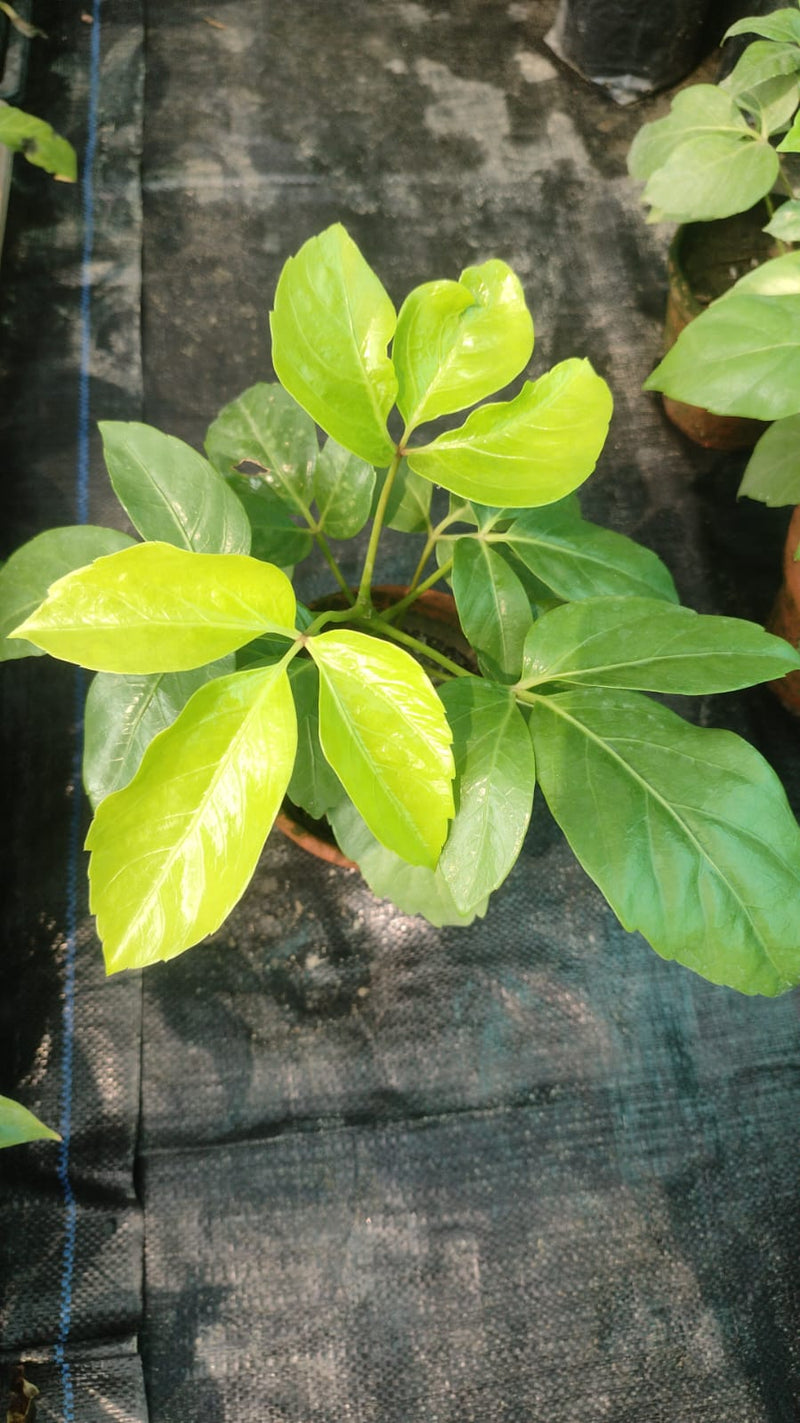 Scheflera Golden