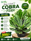 Cobra Fern