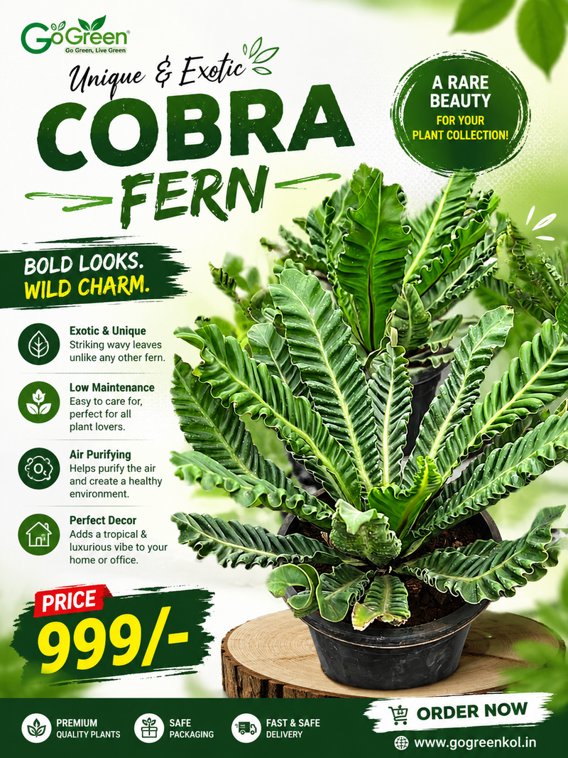 Cobra Fern