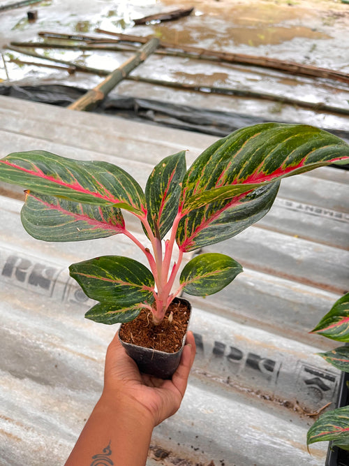 Aglaonema alternate view