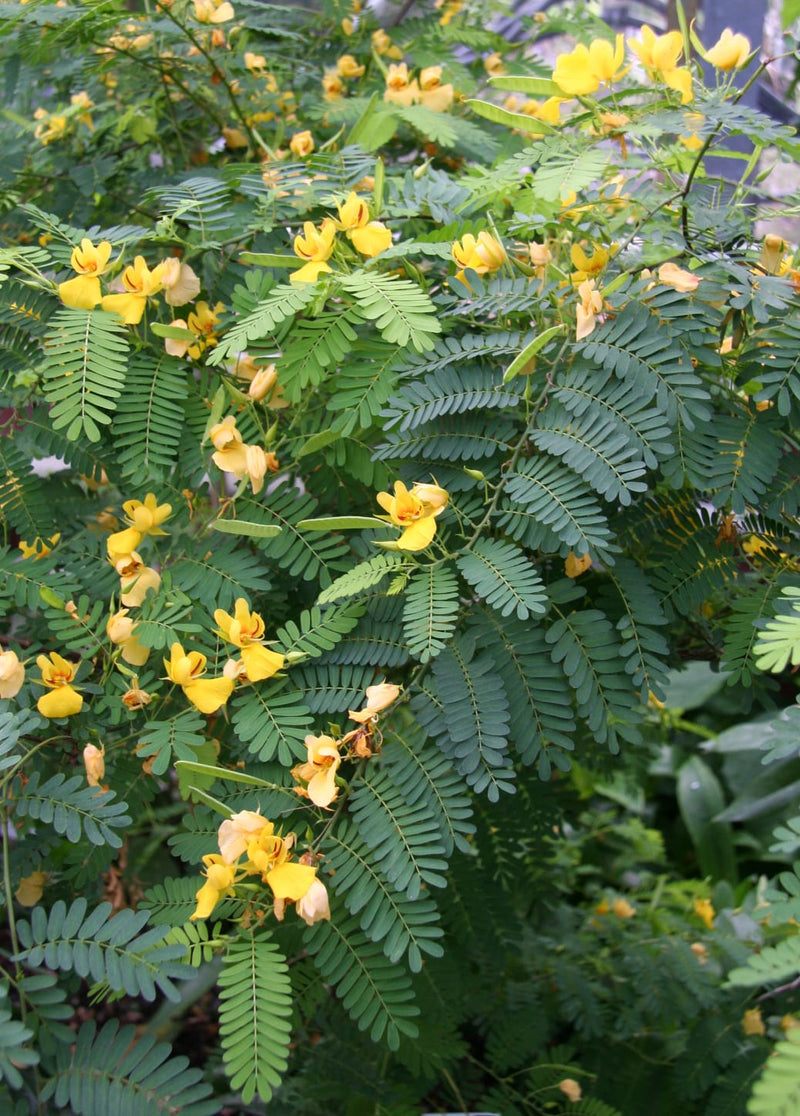 Jayanti
