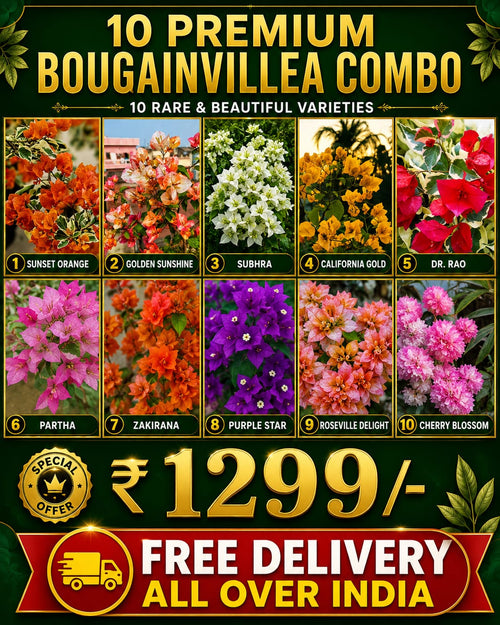 Free Delivery Combo 1