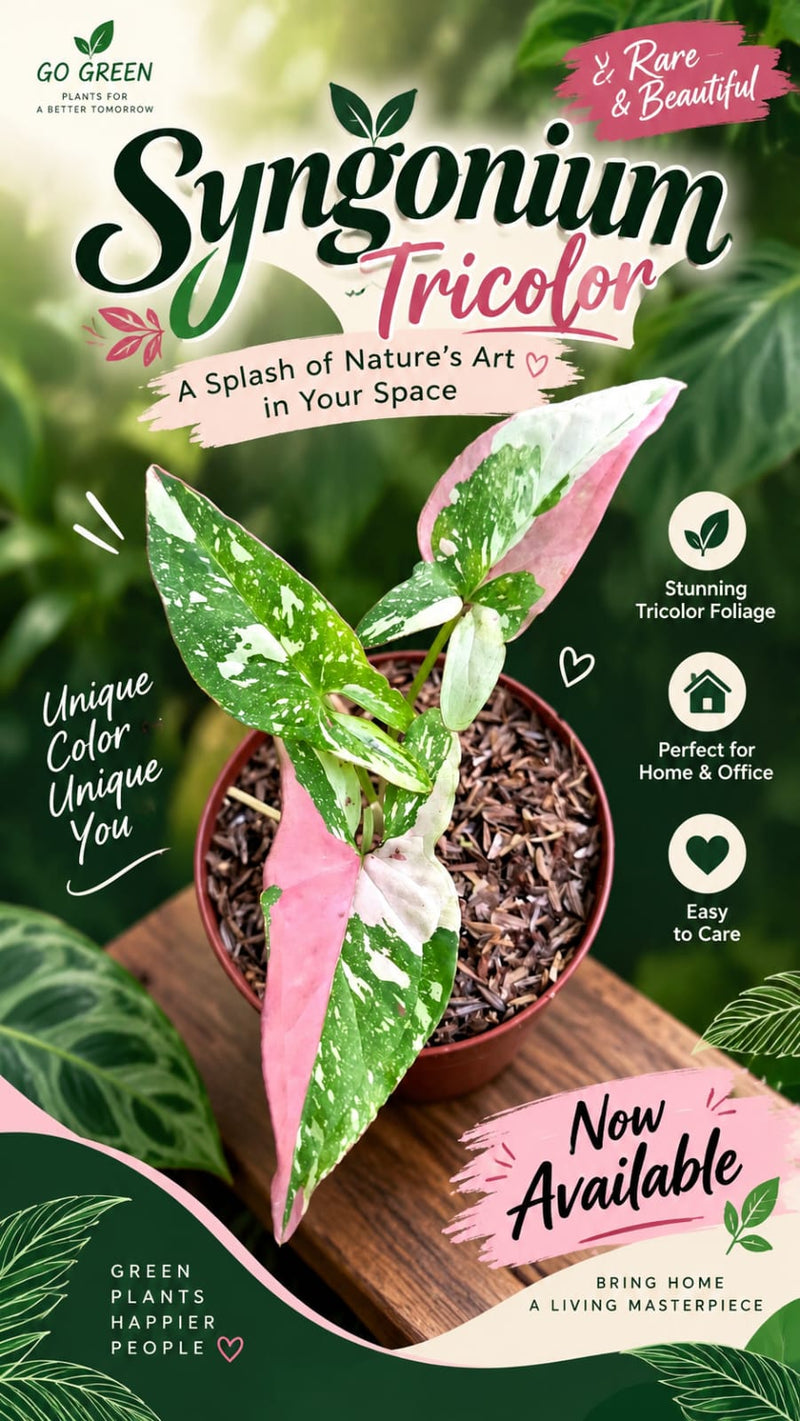 Syngonium Tricolour