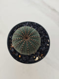 Frailea castanea