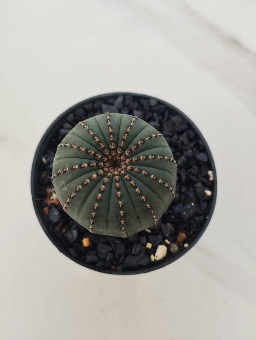 Frailea castanea