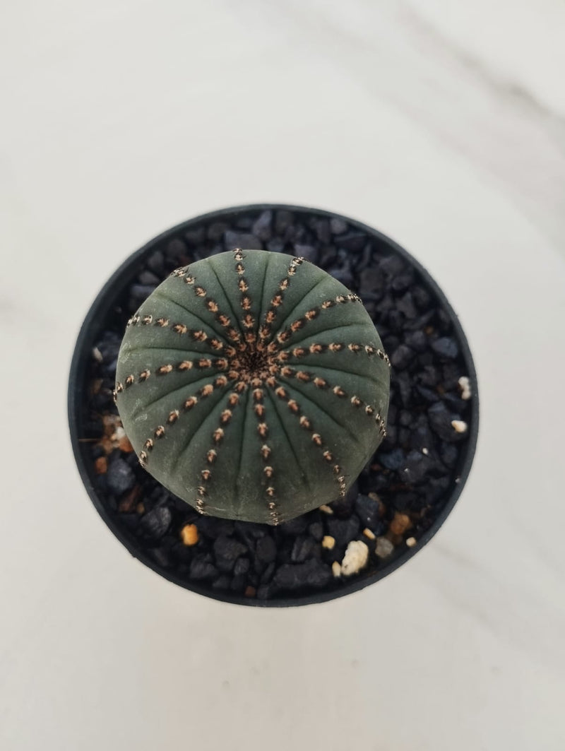 Frailea castanea