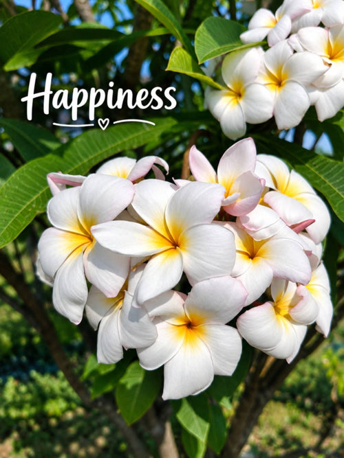 Happiness (Chapa)