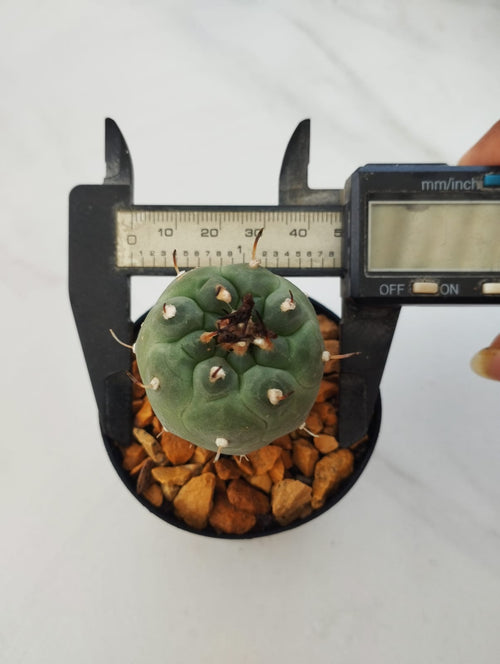 Turbinicarpus Jauernigii alternate view