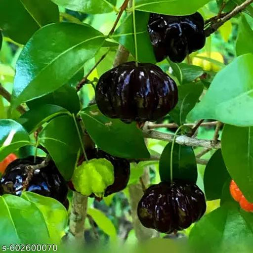 Black Suriname ready plant
