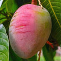 Sensation original premium mango plant grafted