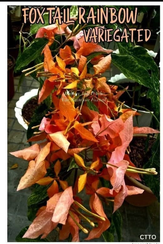 Foxtail Rainbow Variegated