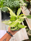 Syngonium Podophyllum