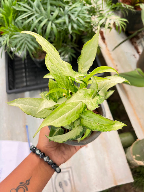 Syngonium Podophyllum alternate view