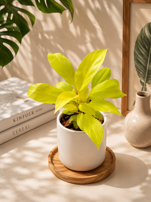 Philodendron Ceylon Golden