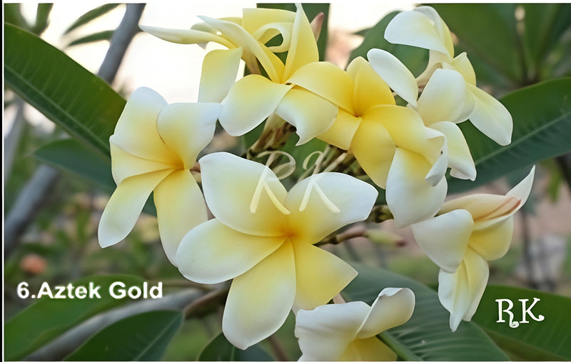Aztecgold