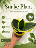 Snake (Sensevieria)