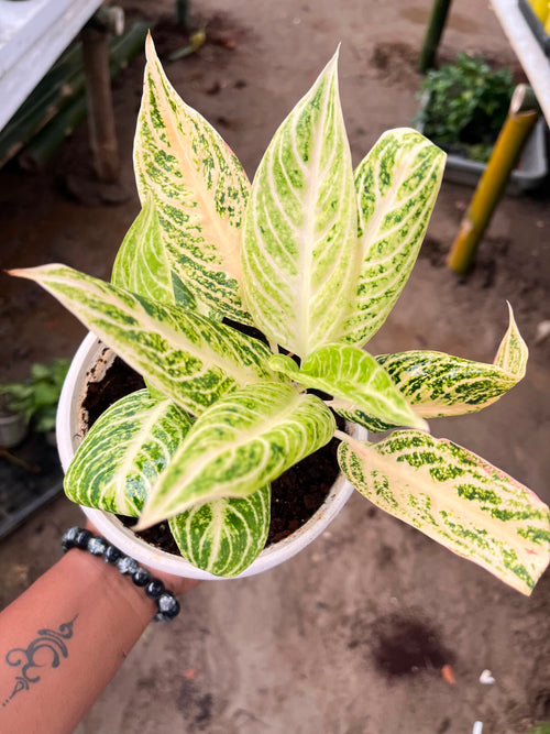 Aglaonema Thai alternate view