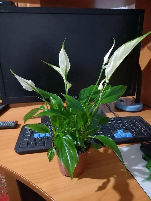 Peace lily (S) alternate view