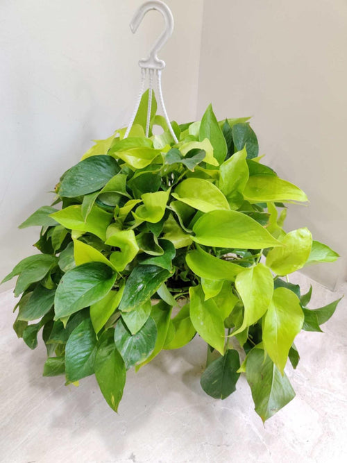 Golden Money Plant 17 cm Hanging