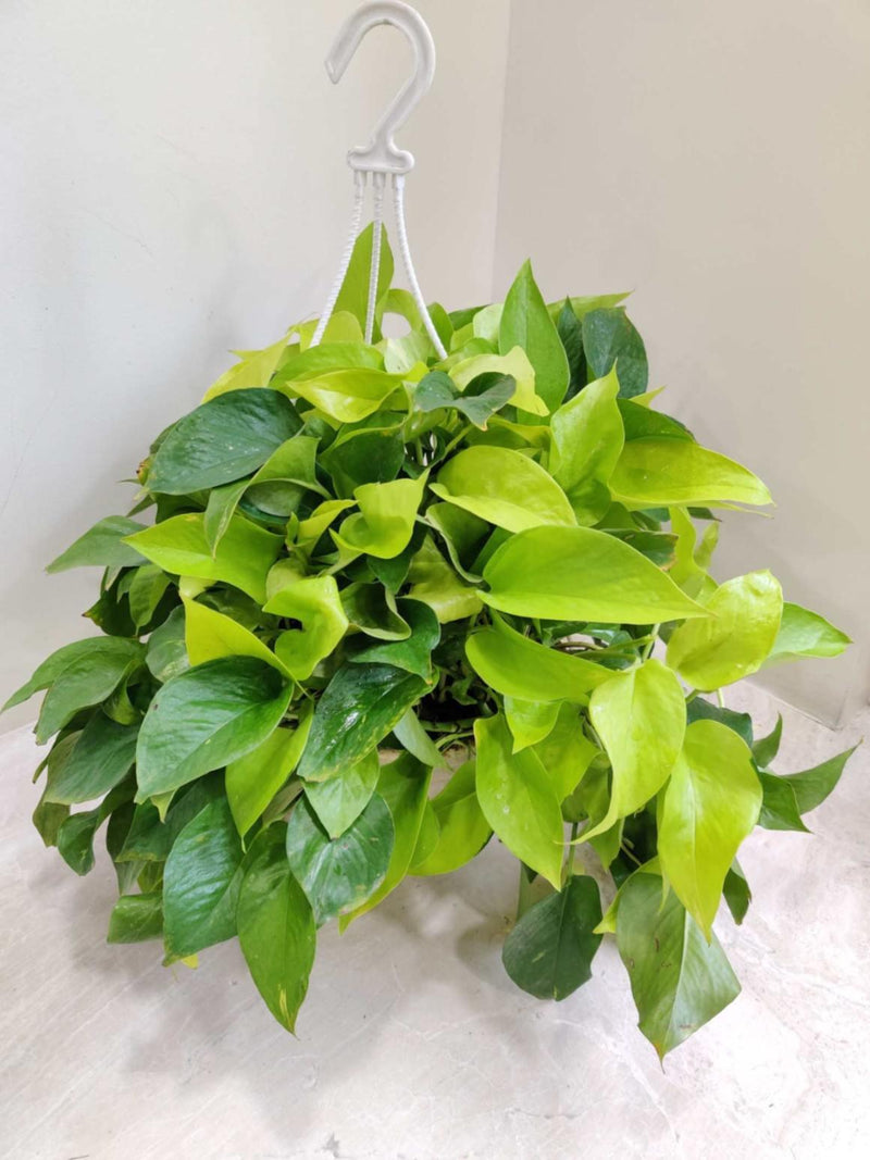 Golden Money Plant 17 cm Hanging
