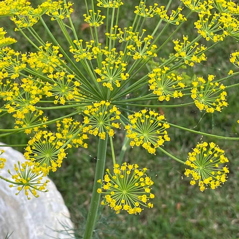 Dill