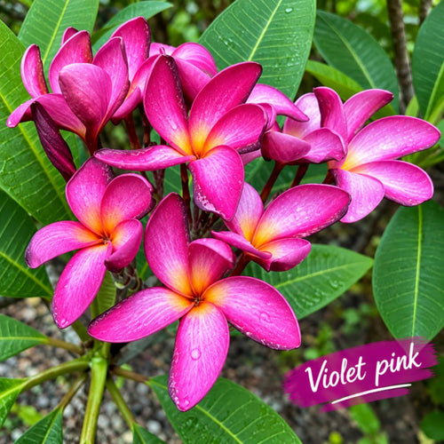 Violet Pink (Chapa)