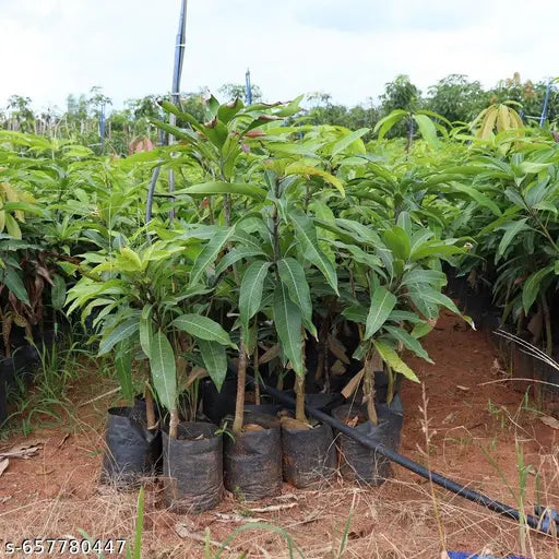 Sindhu original mango grafted plant