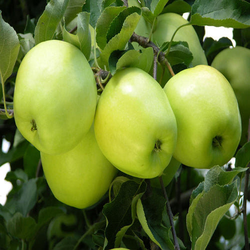 Original Green apple grafted