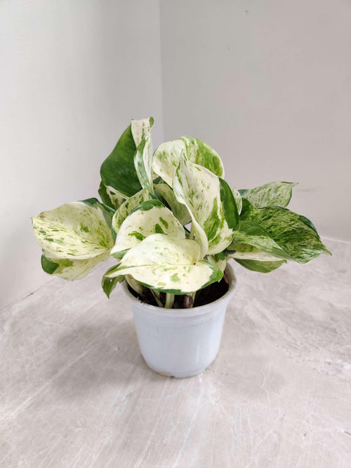 Epipremnum Aureum Marble Queen