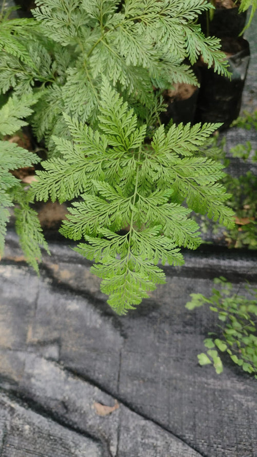 Deer Foot Fern