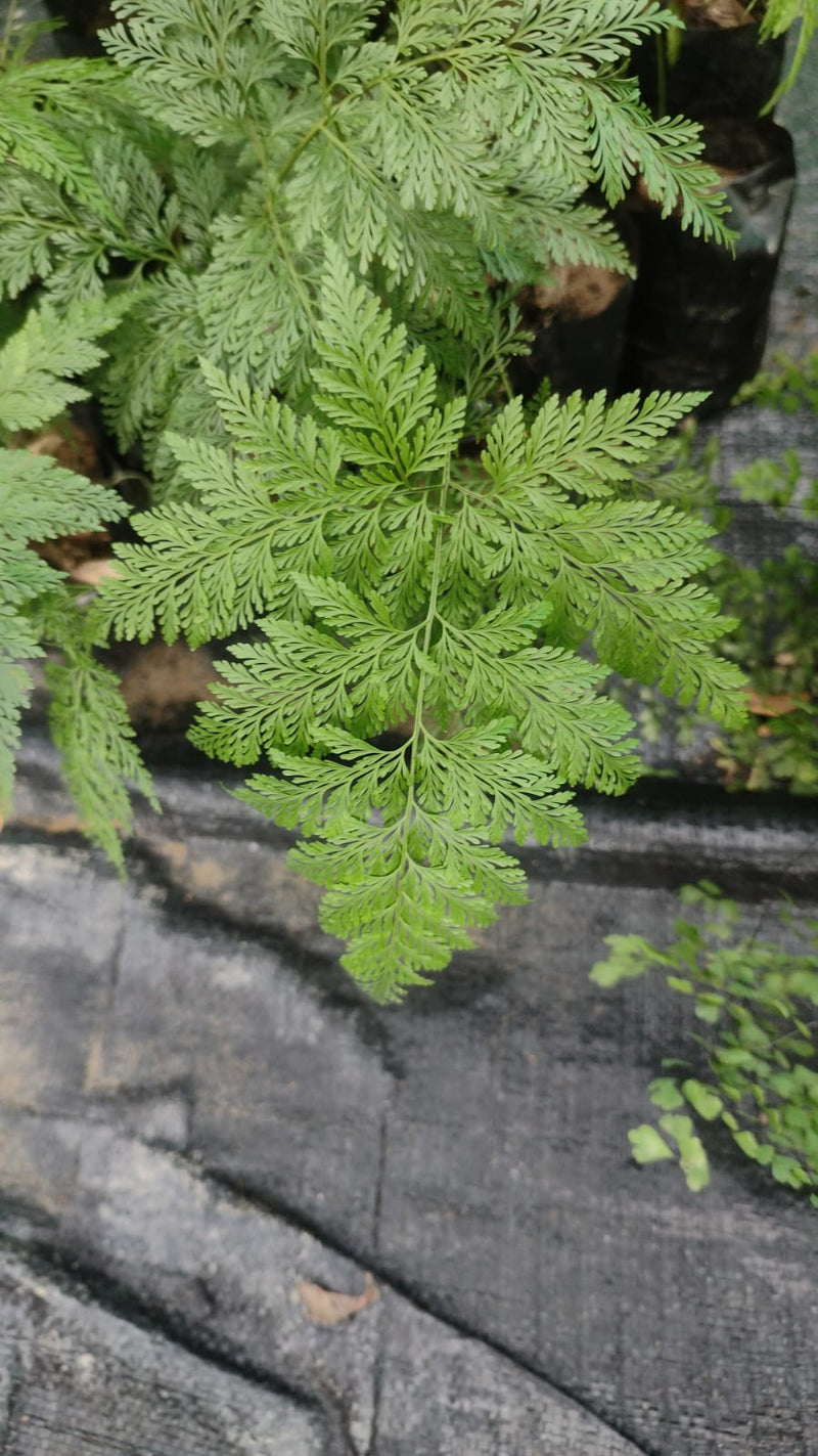 Deer Foot Fern