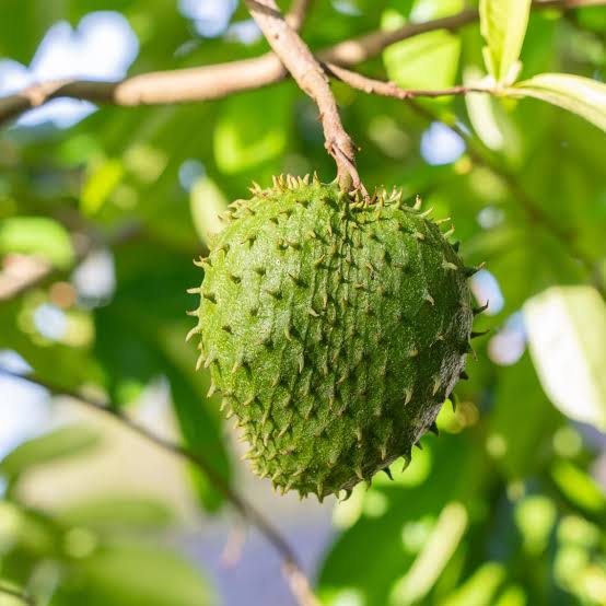 Soursop plant