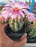 Thelocactus bicolor – The Glorious Texas Ball Cactus