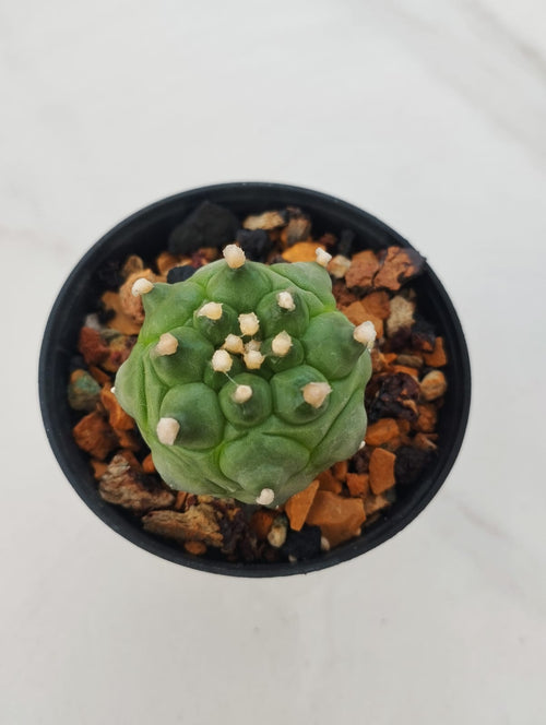 Astrophytum asterias cv. Turtle alternate view