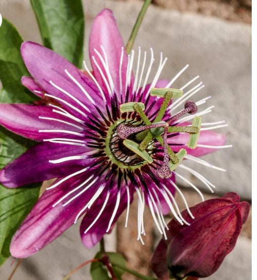 Passion Flower Pink