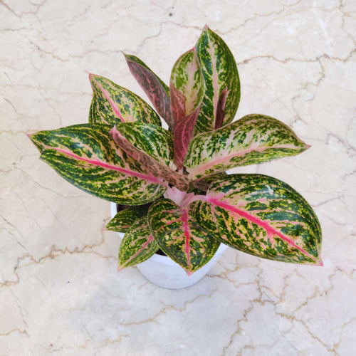 Aglaonema Golden Powder