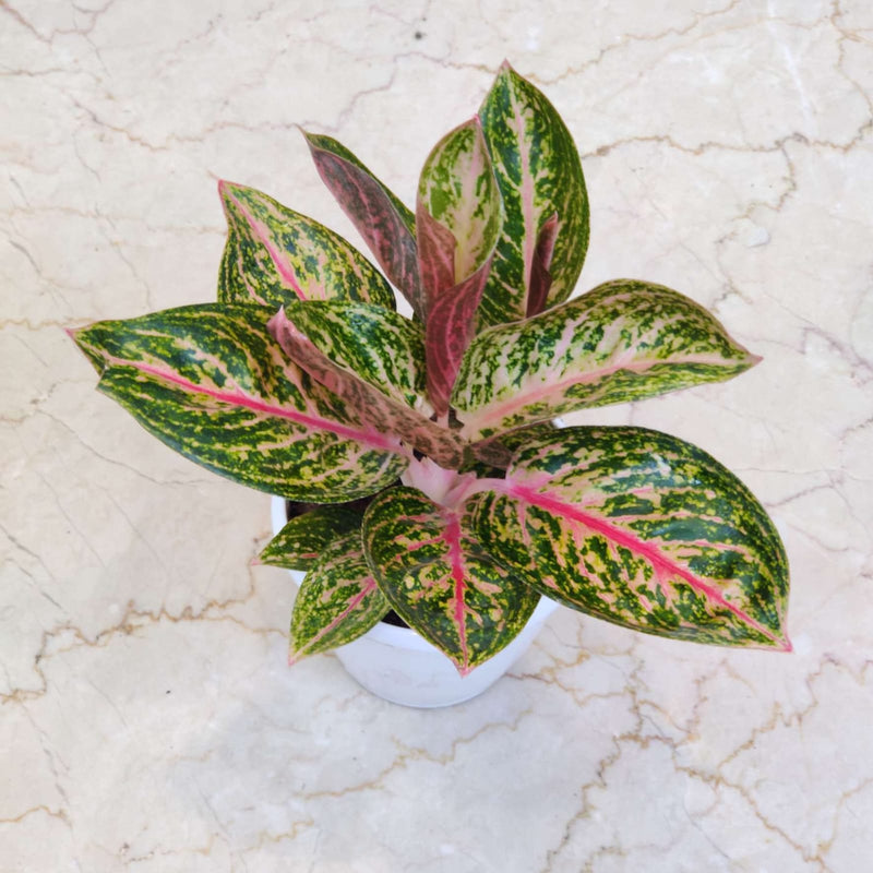 Aglaonema Golden Powder