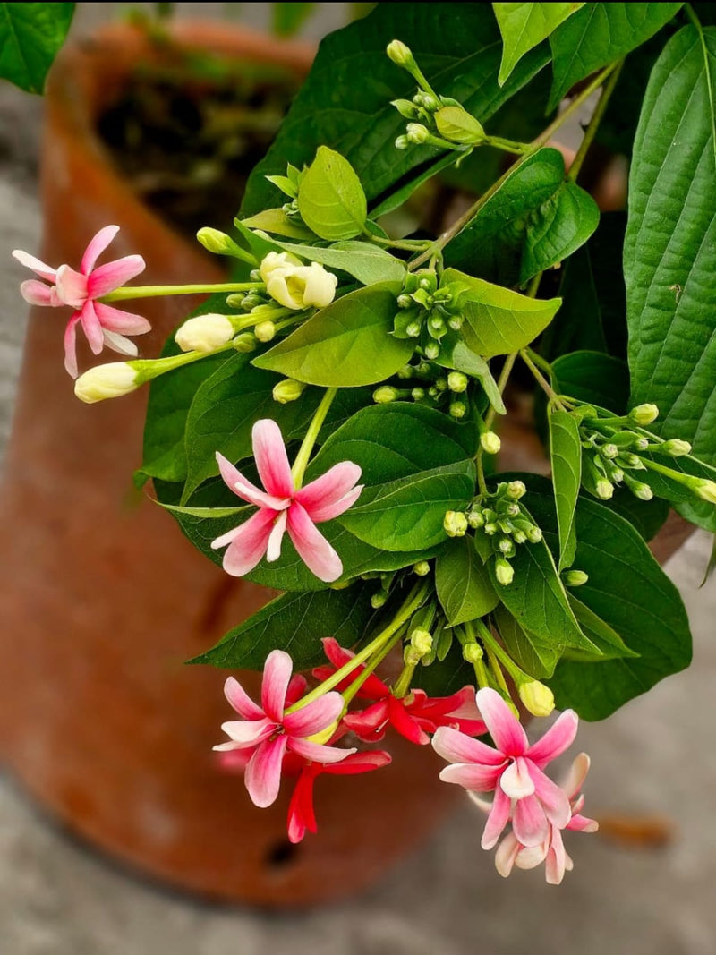 Double Madhobilota (Scented)