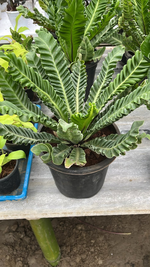 Cobra Fern alternate view