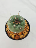 Turbinicarpus Jauernigii