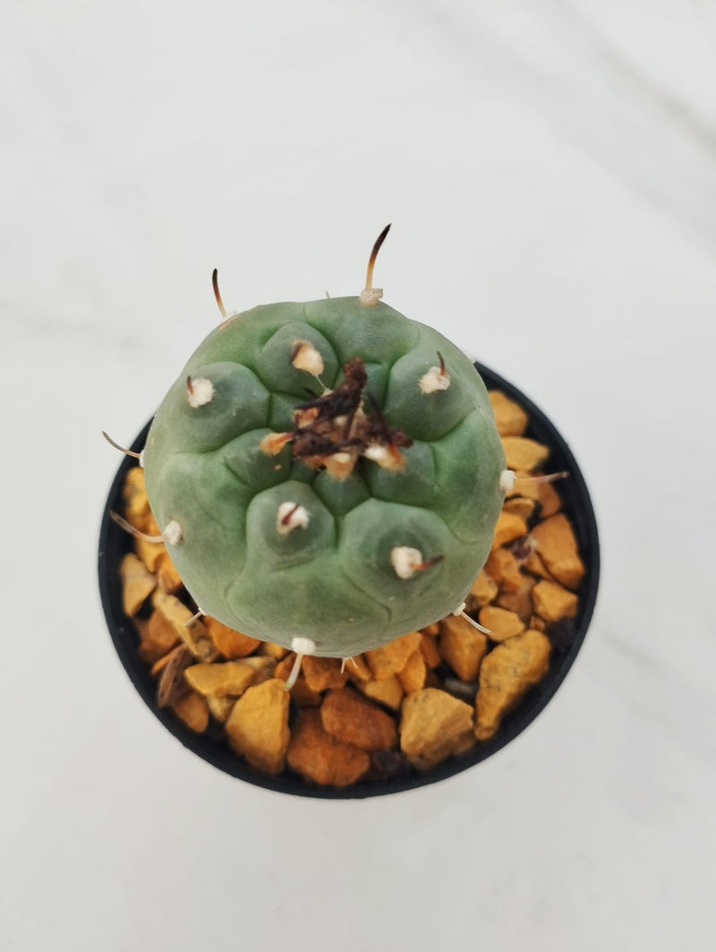 Turbinicarpus Jauernigii