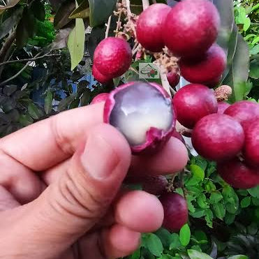 Red Rubi Crystal
